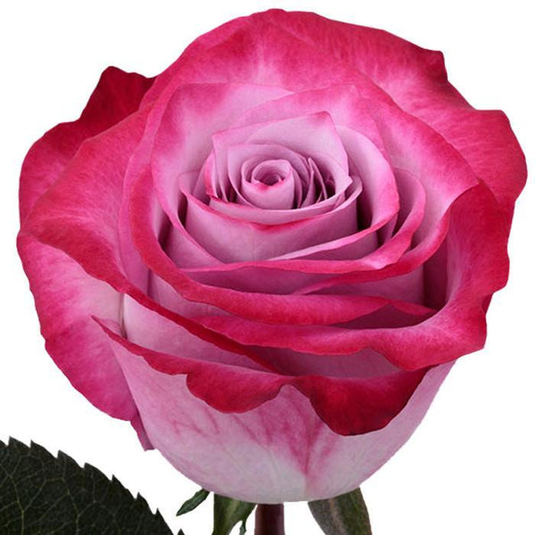Deep Purple Rose I $ 24.99 * Bunch: 25 roses