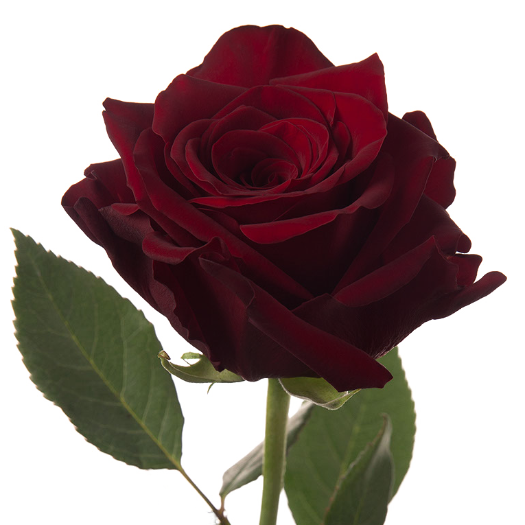 Explorer Red Rose I $ 19.99 * Bunch: 25 roses