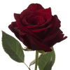 Explorer Red Rose I $ 39.99 * Bunch: 25 roses