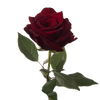Explorer Red Rose I $ 39.99 * Bunch: 25 roses