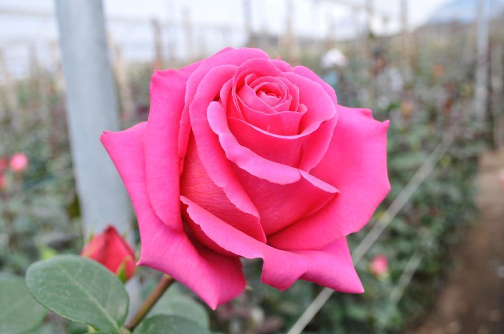 pink floyd ecuadorian roses