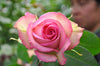 Ecuadorian roses miami