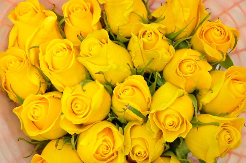 yellow roses miami