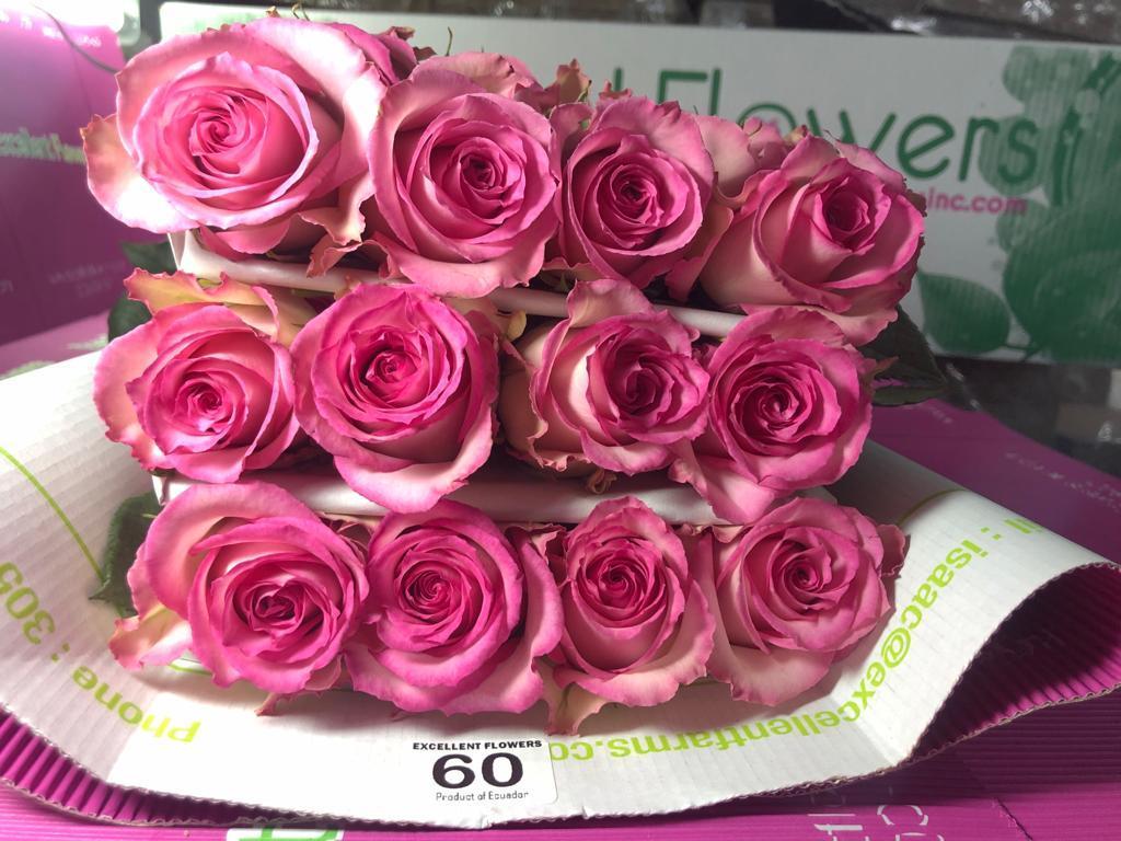 Sweet unique rose