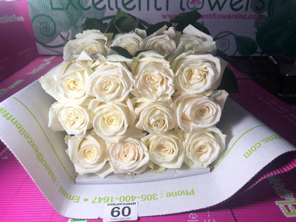 White roses miami