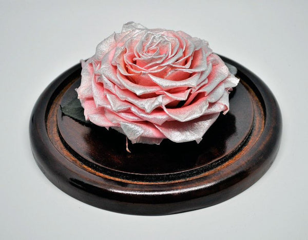 Jumbo Rose in a Small Dome