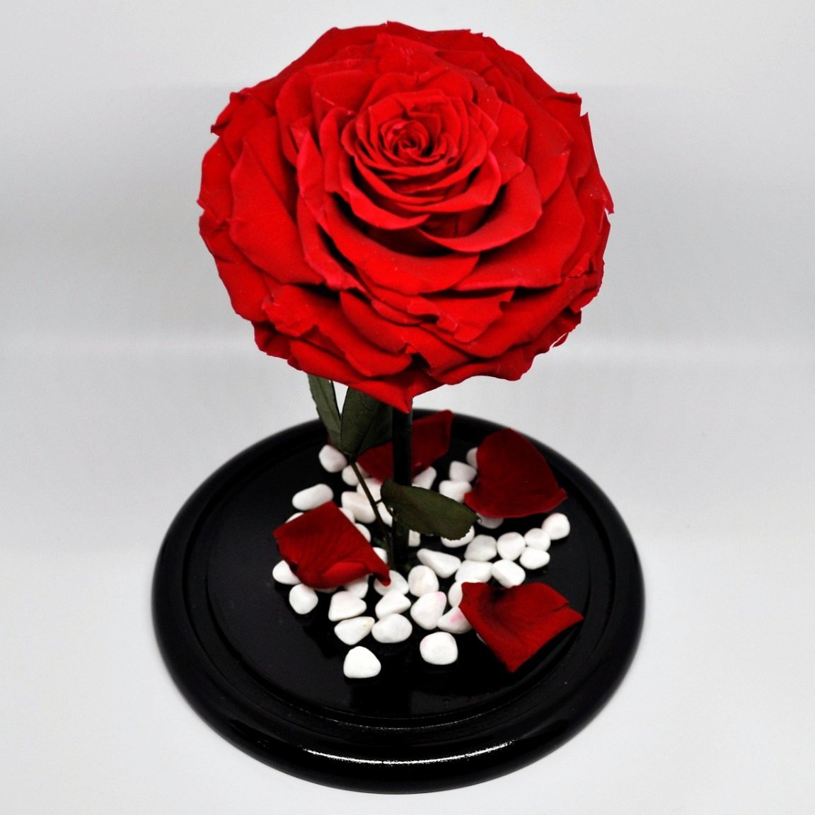 Preserved Jumbo Red Rose in a Dome