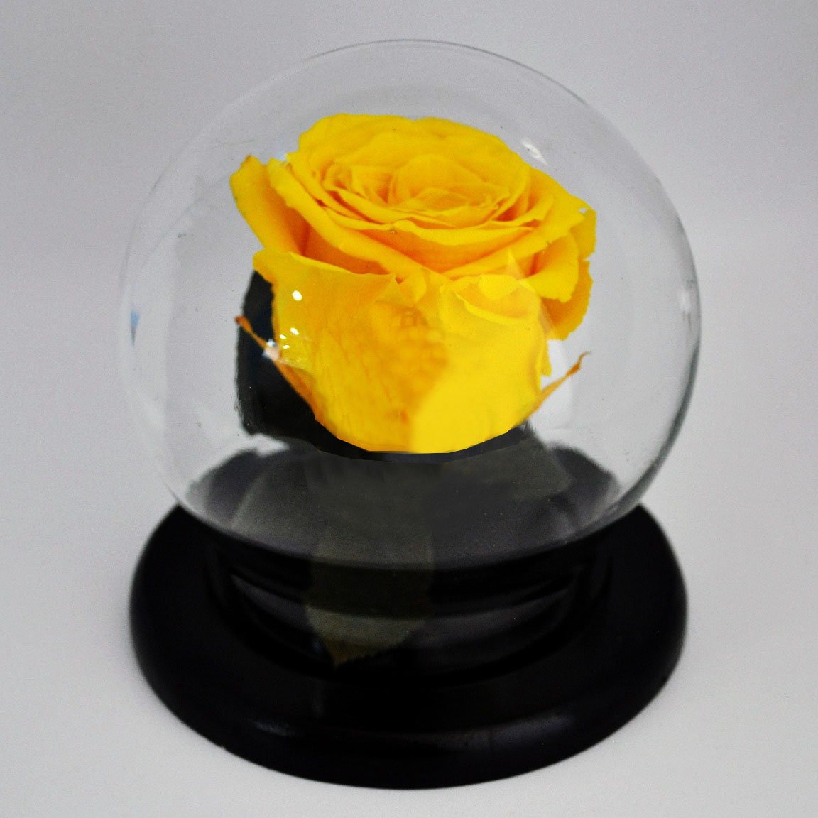 Preserved Medium Rose in a Dome