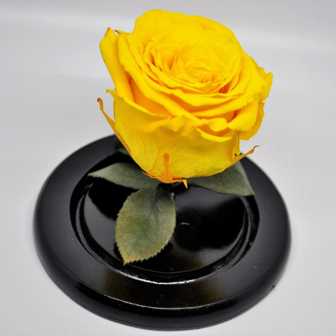 Preserved Medium Rose in a Dome