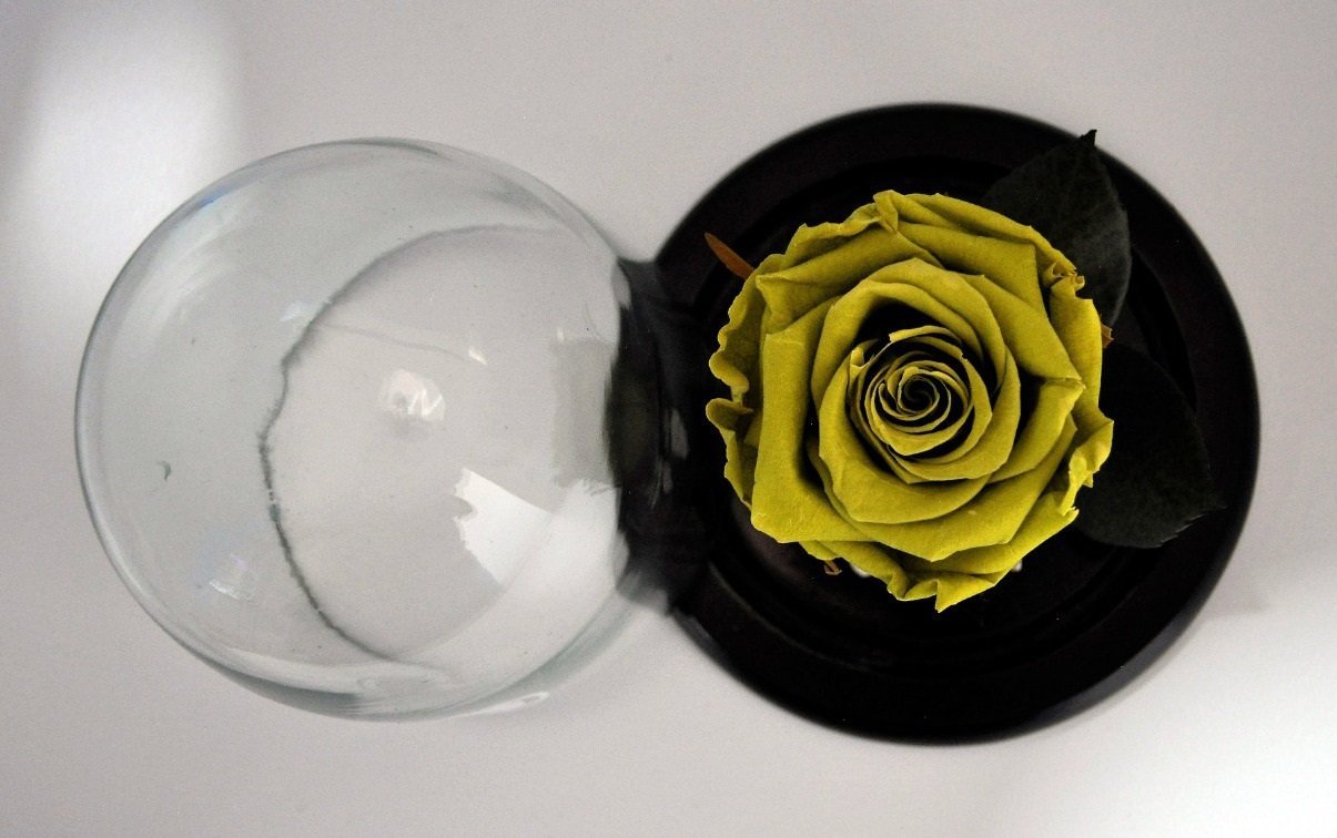 Preserved Medium Rose in a Medium Dome