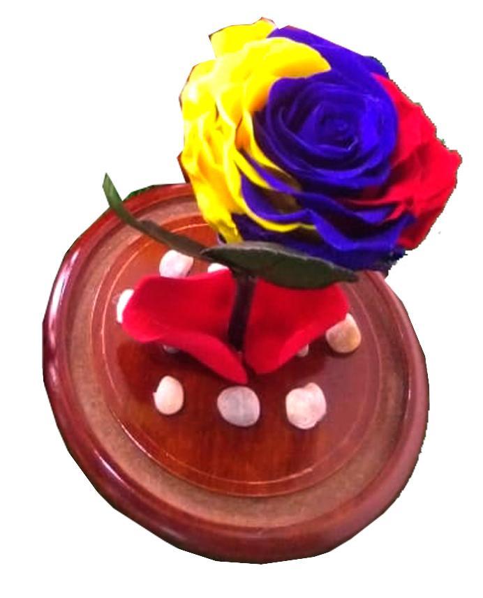 Tricolor Preserved Jumbo Rose in a Dome Colombian and Ecuadorian flag