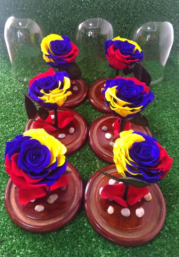 Tricolor Preserved Jumbo Rose in a Dome Colombian and Ecuadorian flag