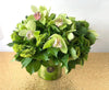 Green Cymbidium Orchid bouquet arrangement