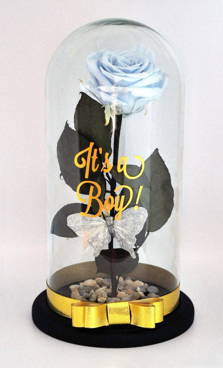 It is a Boy! Preserved Rose in a Dome