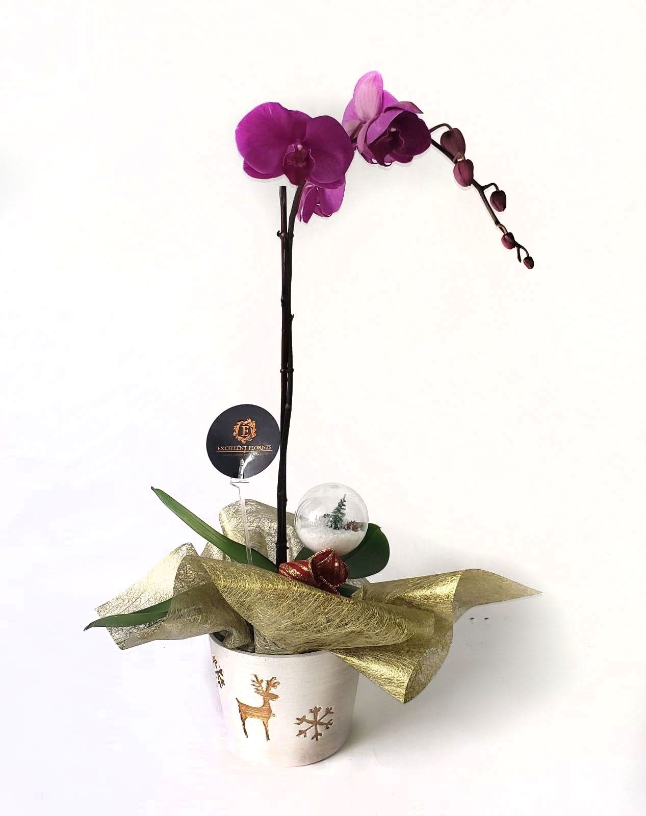 Purple Orchids on a wonderful vase