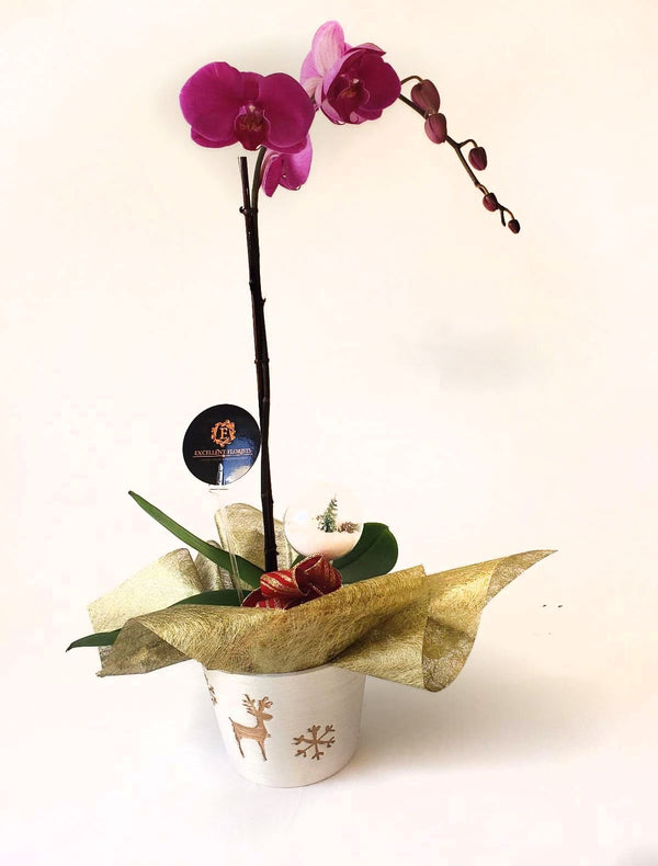 Pink Orchids on a wonderful vase