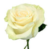 Mondial Rose I $ 19.99 * Bunch: 25 roses