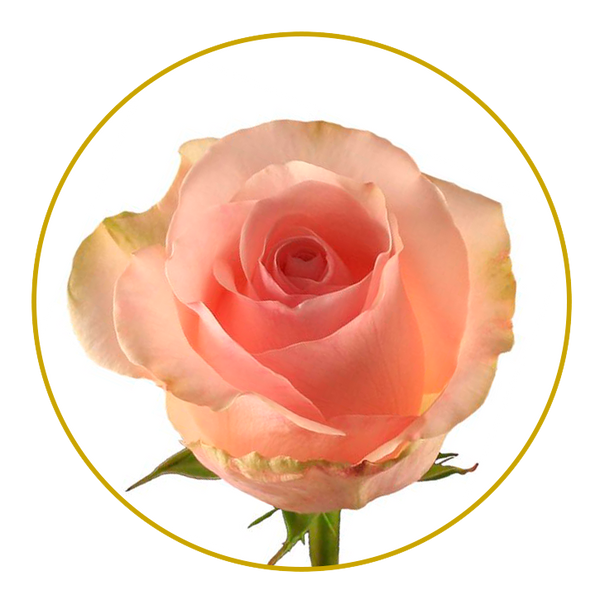 Bouquet 50 stems Novia roses