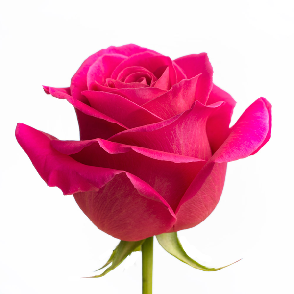 Pink Floyd Rose I $ 19.99 * Bunch: 25 roses