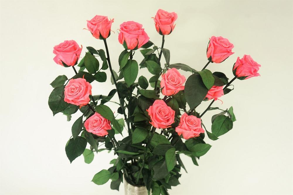 12 LONG STEM PINK   PRESERVED ROSES LUXURY BOUQUET IN GLASS VASE - Excellent Florists 