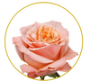 Shimmer rose