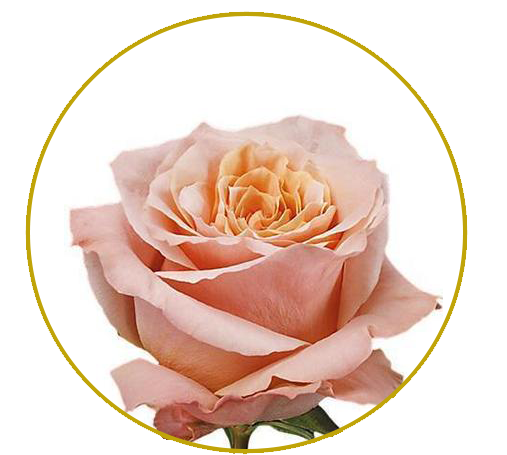 Shimmer rose