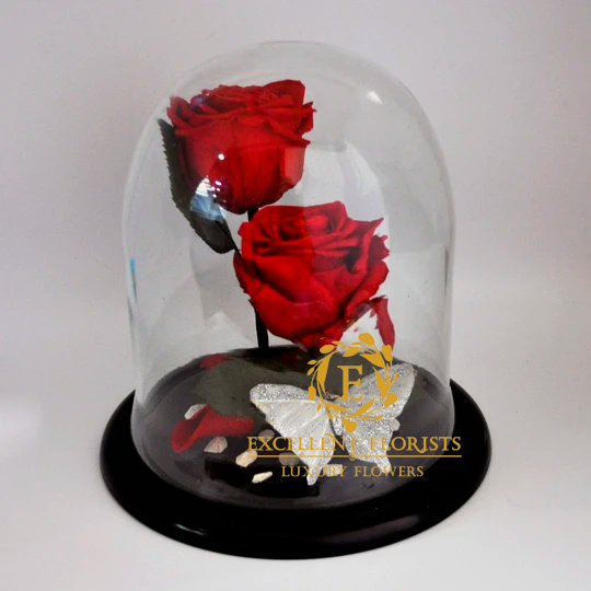 Two Preserved Large Red Bright Roses in a Dome
