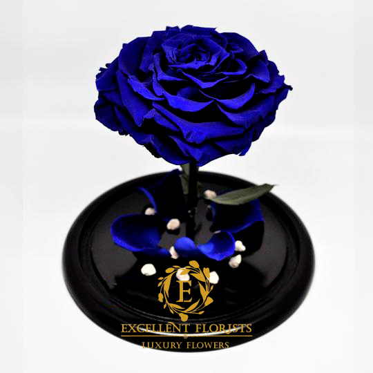Preserved Jumbo Royal Blue Rose in a Medium Dome