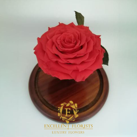 Preserved Jumbo Red Coral Rose in a Medium Dome 