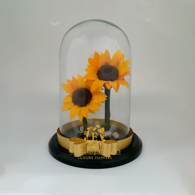 Two beautiful Preserved Large Sunflowers