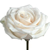 Vendela Rose I $ 19.99 * Bunch: 25 roses