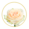 White Ohara Garden Rose