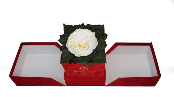 Open my heart | Red box | White Jumbo Preserved Rose