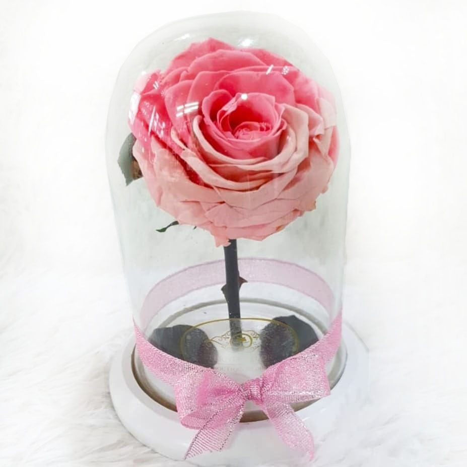 Preserved Bicolor Pink Rose in a Medium Dome