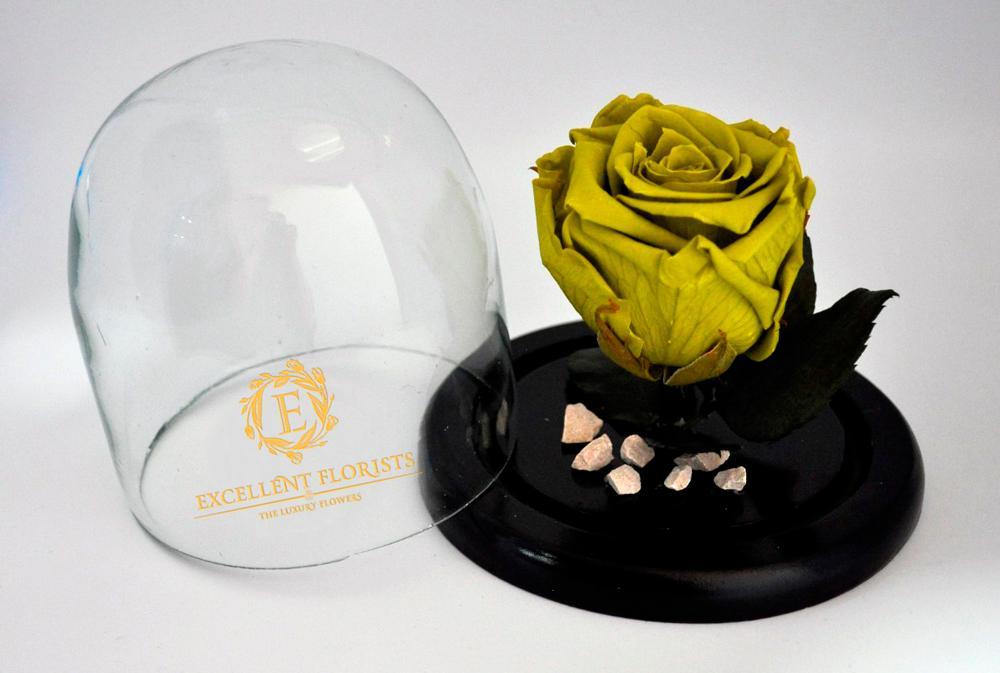 Preserved Medium Rose in a Medium Dome