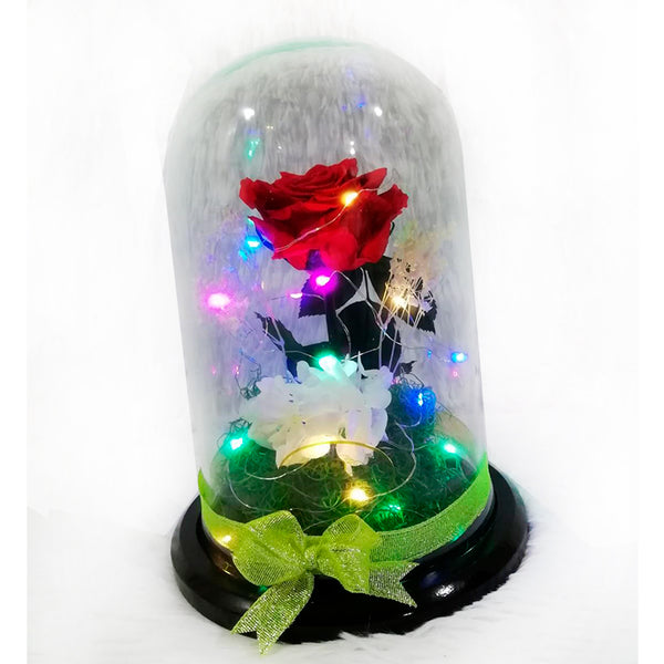 Preserved Garden roses and lights in a Dome