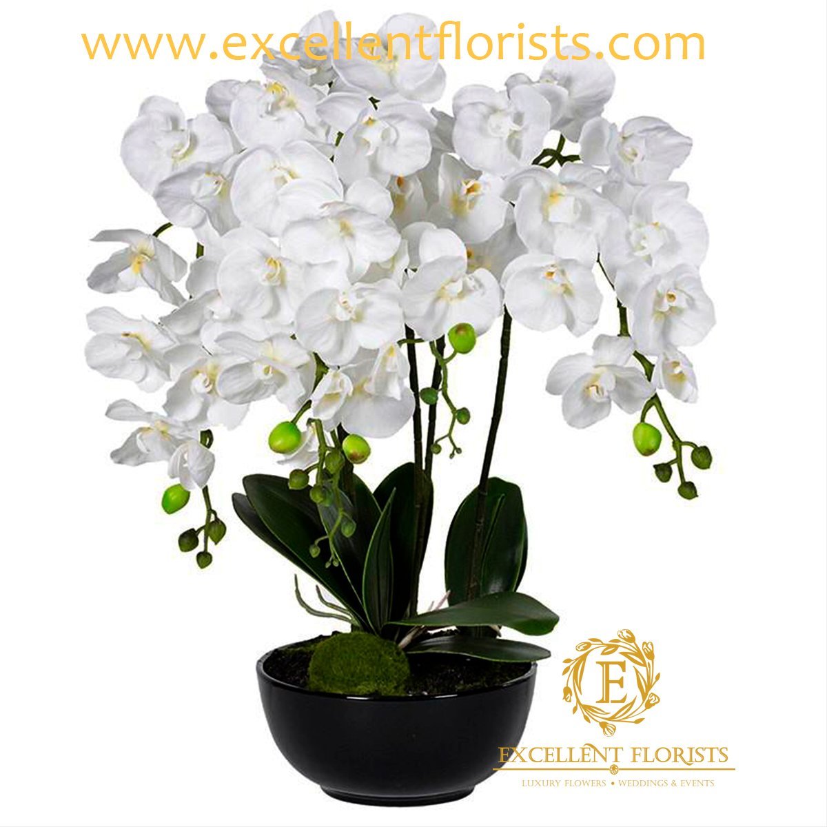 Pure White Orchids on a wonderful vase