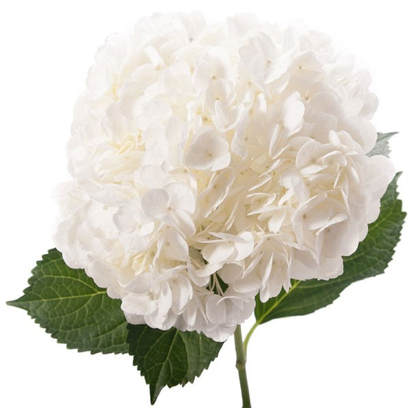 Hydrangea White 