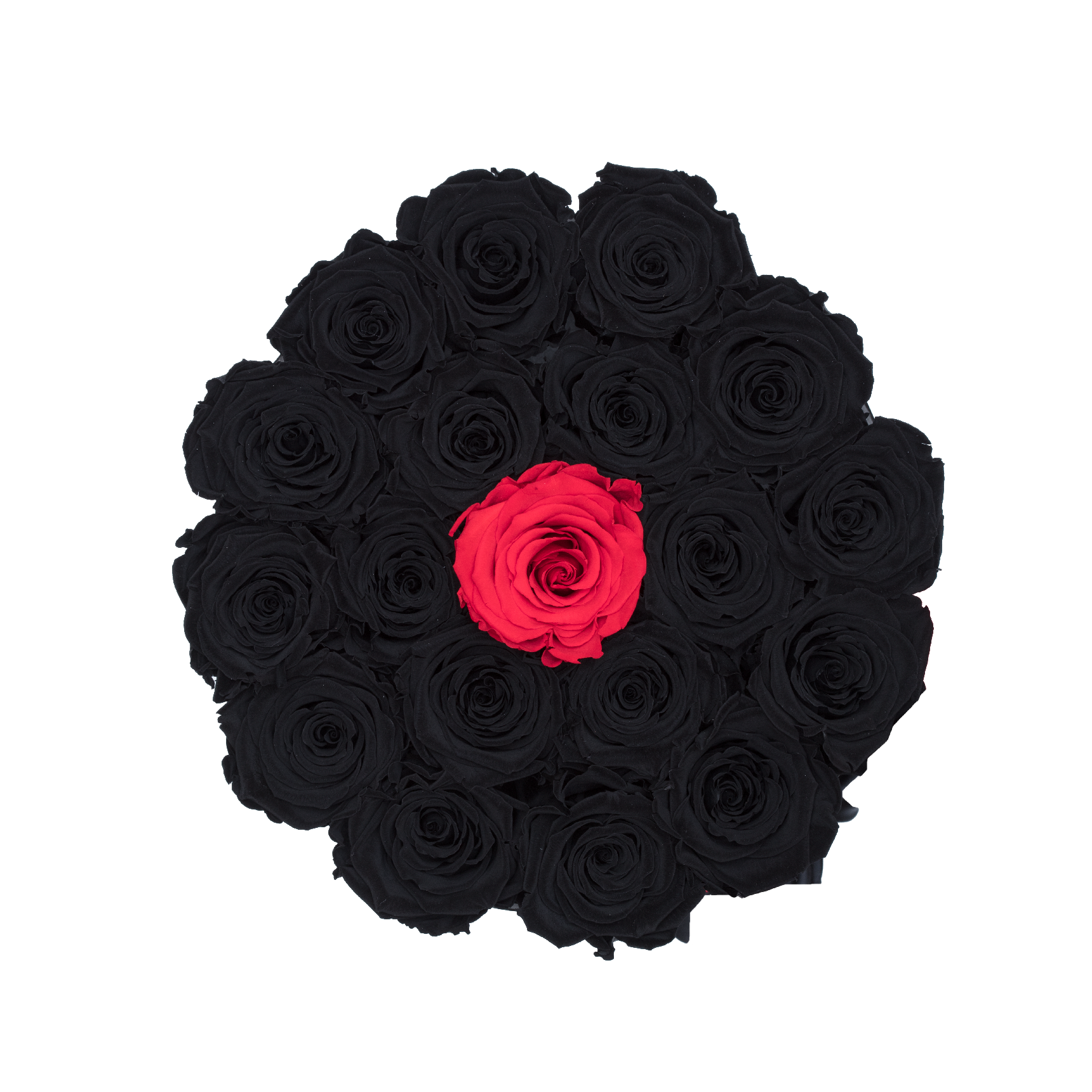 Black & One Red Preserved Roses - Excellent Florists 