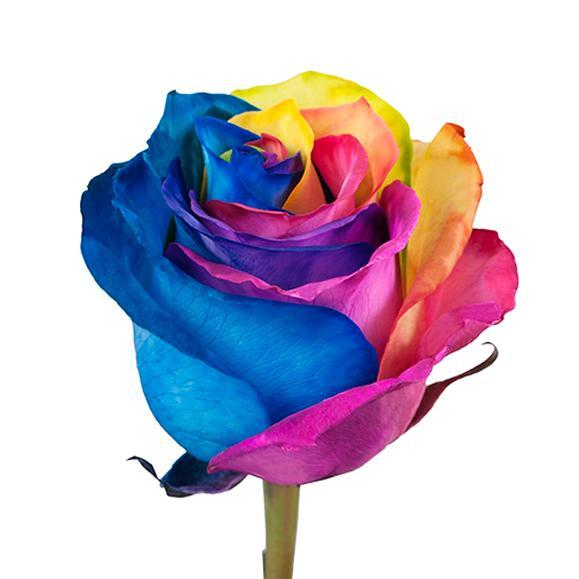 Tinted Roses I  Rainbow I $ 37.50 * Bunch: 25 roses