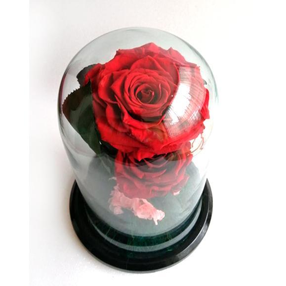 Preserved Red Jumbo and a Medium roses in a Dome